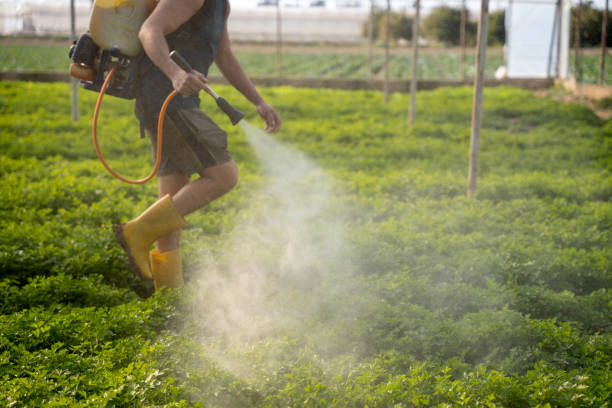 Best Pest Removal Services  in South Greeley, WY