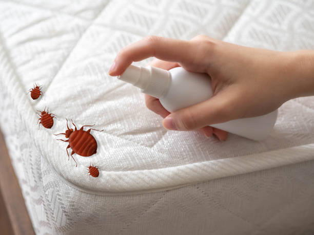 Best Affordable Pest Control Services  in South Greeley, WY