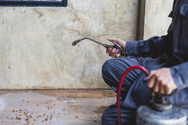 Best Termite Control Services  in South Greeley, WY
